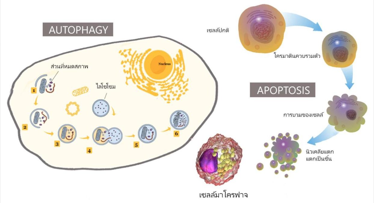Apoptosis และ Autophagy สัมพันธ์กันอย่างไร?