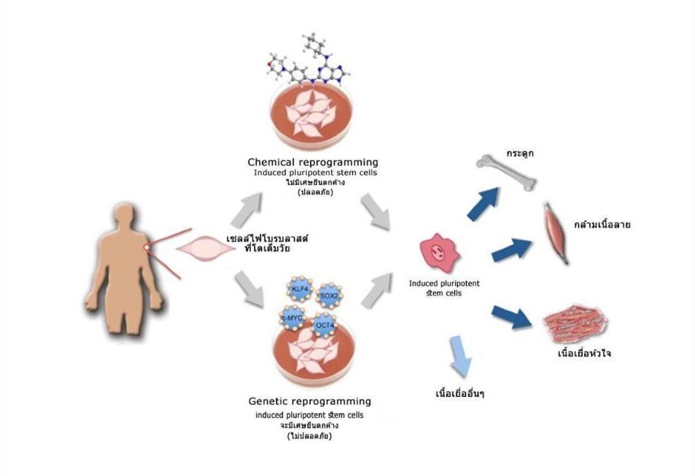 CELL REPROGRAMMING คืออะไร?