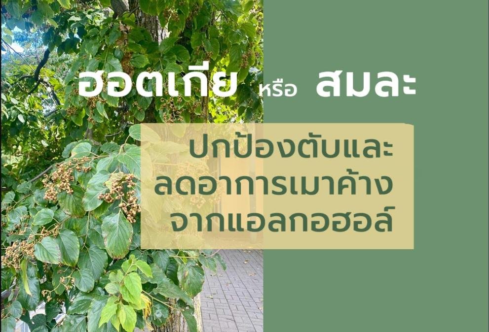 DHM ช่วยปกป้องตับและลดอาการเมาค้างจากแอลกอฮอล์