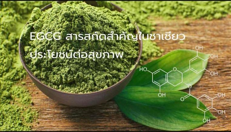 EGCG สารสกัดสำคัญในชาเชียว - ประโยชน์ต่อสุขภาพ