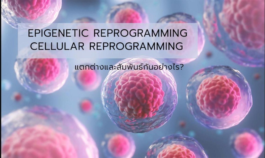 EPIGENETIC REPROGRAMMING แตกต่างและสัมพันธ์กับ CELLULAR REPROGRAMMING อย่างไร?