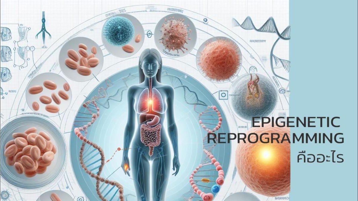 Epigenetics Reprogramming คืออะไร?
