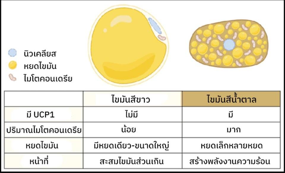 เรื่องที่คน (กลัว) อ้วนต้องรู้ - ไขมันสีขาวและไขมันสีน้ำตาลมีประโยชน์ต่อร่างกายยังไง?