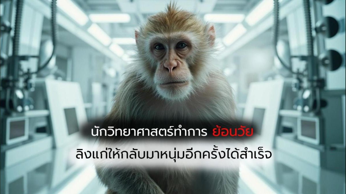 งานวิจัยทำการ "ย้อนวัย" ลิงแก่ให้กลับมาหนุ่มอีกครั้งได้สำเร็จ!