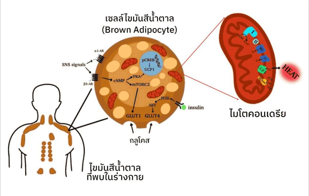 NAD+ ส่งผลอย่างไรต่อไขมันสีน้ำตาลและภาวะน้ำหนักเกิน?