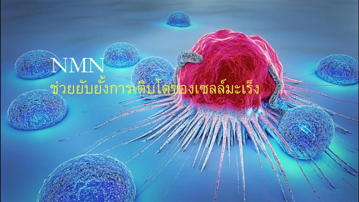 NMN ช่วยยับยั้งการเติบโตของเซลล์มะเร็ง