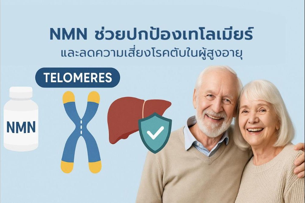 NMN ช่วยปกป้องเทโลเมียร์และลดความเสี่ยงโรคตับในผู้สูงอายุ