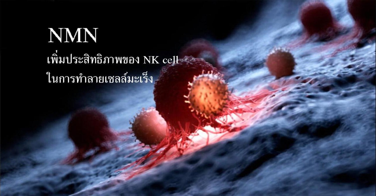 NMN เพิ่มประสิทธิภาพของ NK cell ในการทำลายเซลล์มะเร็ง