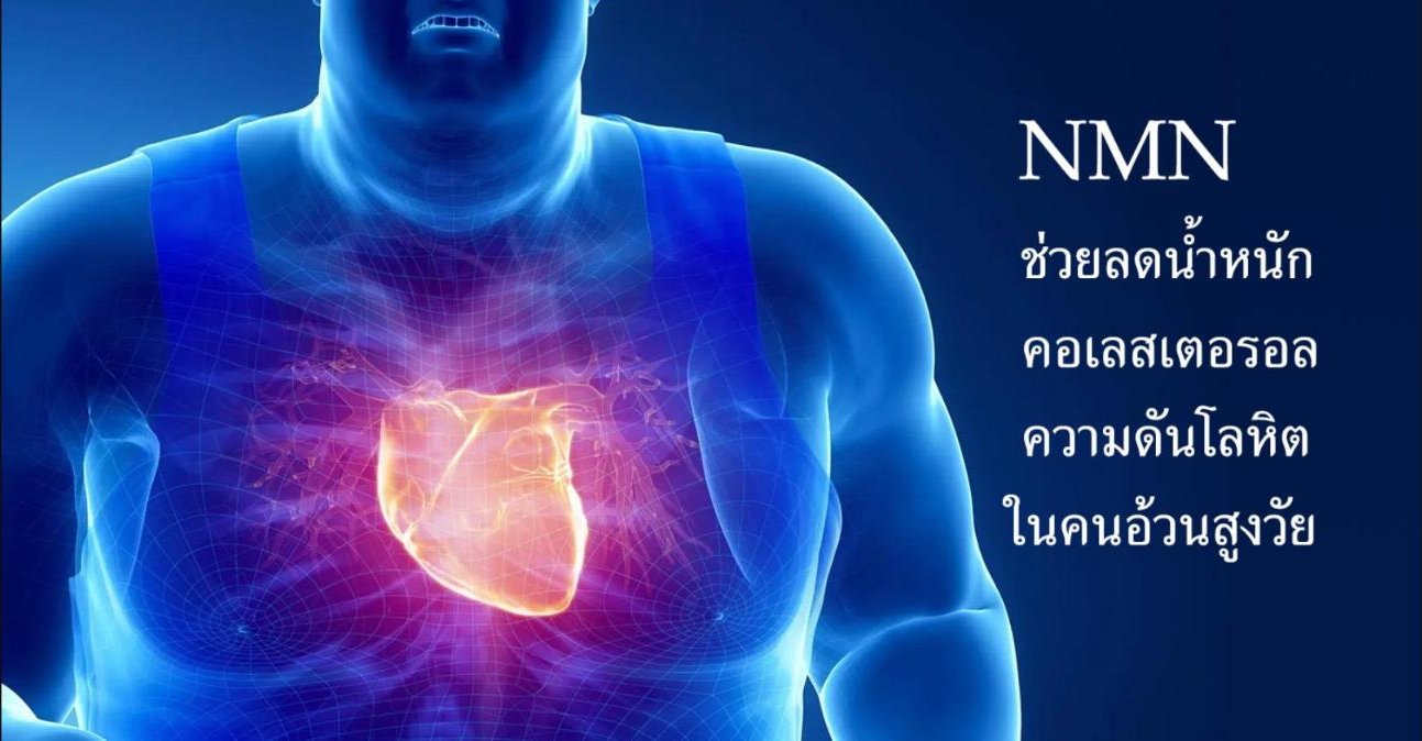 NMN ช่วยลดน้ำหนัก คอเลสเตอรอล และความดันโลหิตในคนอ้วนสูงวัย