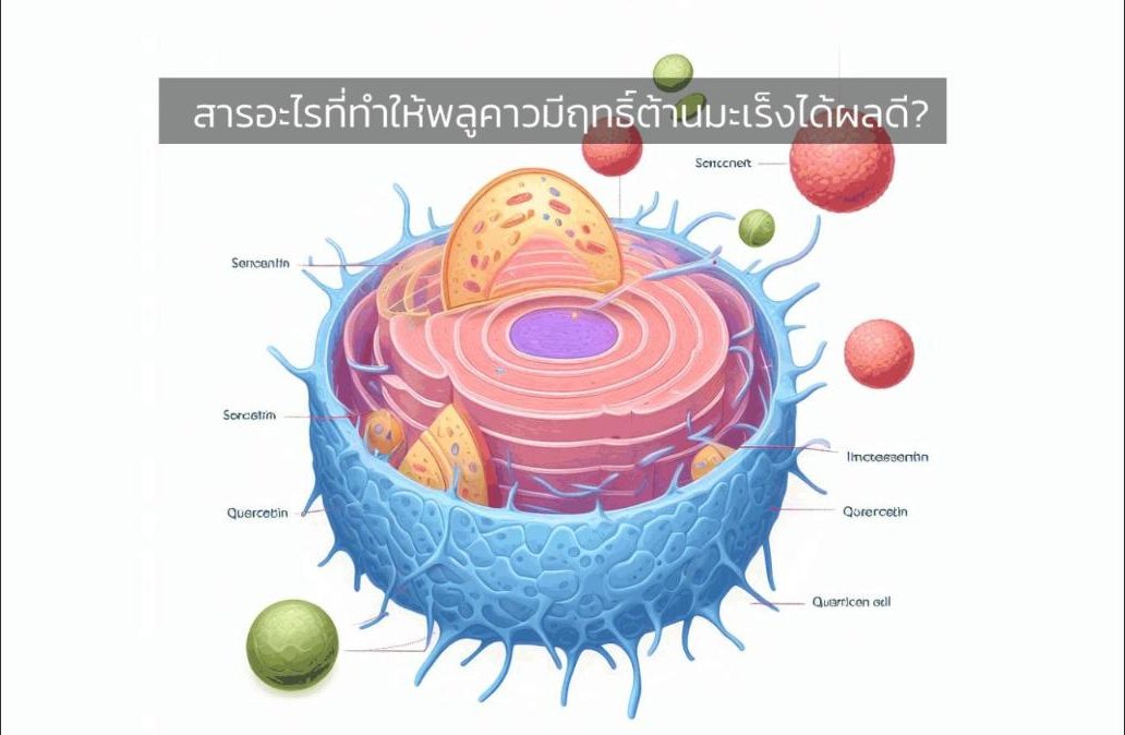 สารอะไรที่ทำให้พลูคาวมีฤทธิ์ต้านมะเร็งได้ผลดี?