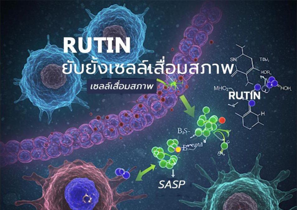 Rutin - สาร senomorphic ในการยับยั้งเซลล์เสื่อมสภาพและเพิ่มประสิทธิภาพการรักษามะเร็ง