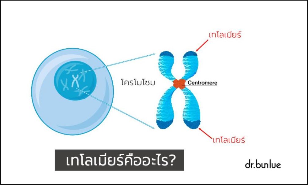 เทโลเมียร์คืออะไร? - อะไรทำให้เทโลเมียร์สั้นลง? - มีผลต่อความแก่ชราหรือไม่?