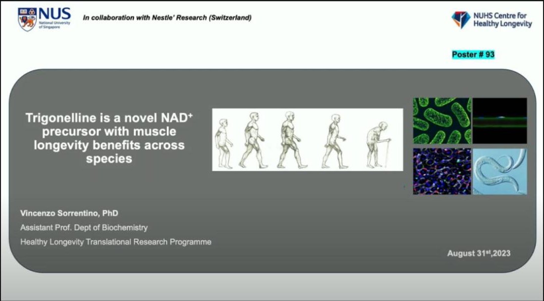 Trigonelline สารตั้งต้นของ NAD+ ตัวใหม่ที่เสถียรกว่า NR และ NMN