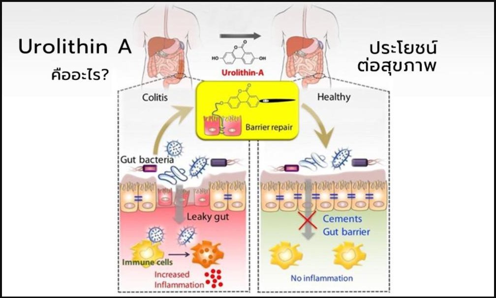 Urolithin A คืออะไร? และมีประโยชน์ต่อสุขภาพอย่างไร?