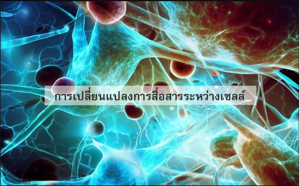 ทำไมเราถึงแก่ชรา? (ตอนที่ 4/12) ... การเปลี่ยนแปลงการสื่อสารระหว่างเซลล์