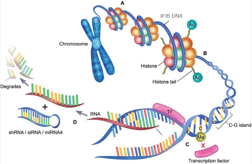 ทำไมเราถึงแก่ชรา? (ตอนที่ 6/12) ... การเปลี่ยนแปลงของอีพิจีเนติก (Epigenetic Alterations)