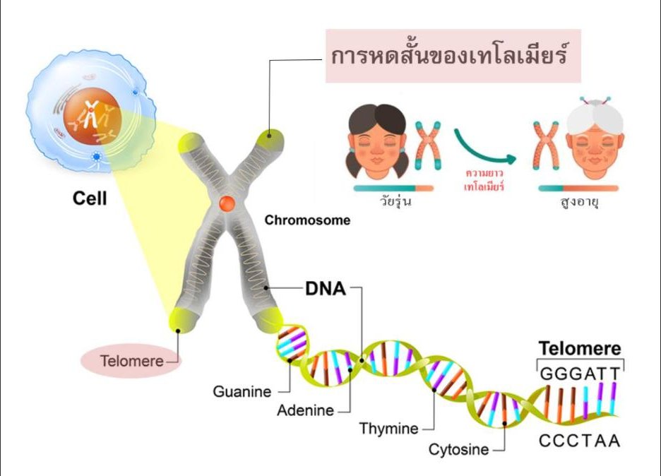 ทำไมเราถึงแก่ชรา? (ตอนที่ 7/12) ... การหดสั้นของเทโลเมียร์ (Telomere Shortening)