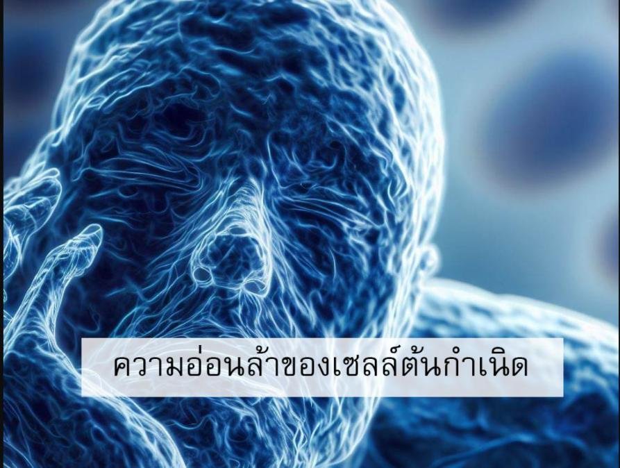 ทำไมเราถึงแก่ชรา? (ตอนที่ 9/12) ... ความอ่อนล้าของเซลล์ต้นกำเนิด (Stem Cell Exhaustion)