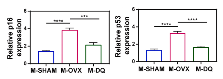 Dasatinib และ quercetin ลดการสะสมของเซลล์ชราภาพในโรคกระดูกพรุนในวัยหมดประจำเดือนที่กระตุ้นการขาดฮอร์โมนเอสโตรเจน