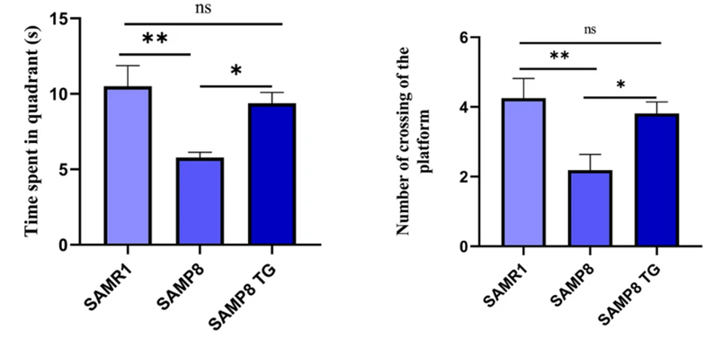 Trigonelline ช่วยปรับปรุงสมอง เรื่องการเรียนรู้เชิงพื้นที่และความจำในหนูทดลองที่อายุมาก