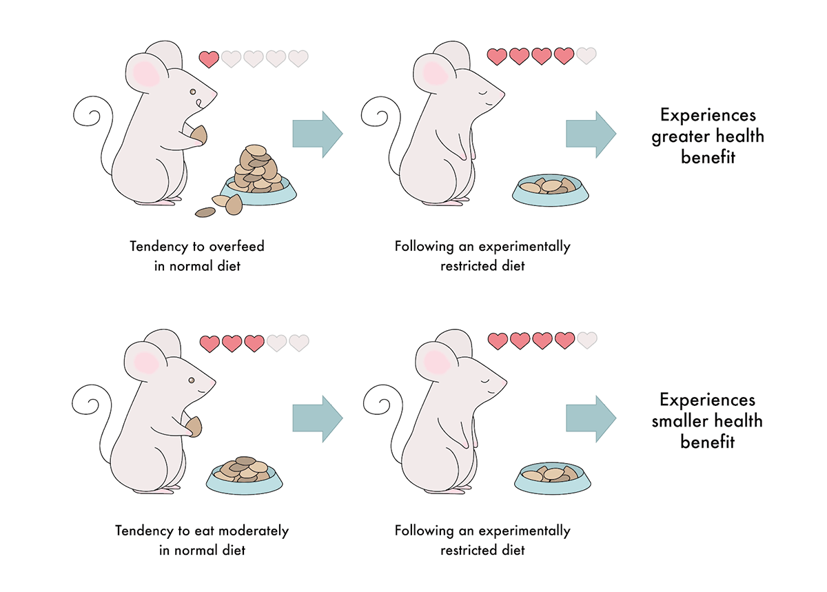 การจำกัดแคลอรี่ (Caloric Restriction) - อายุยืน