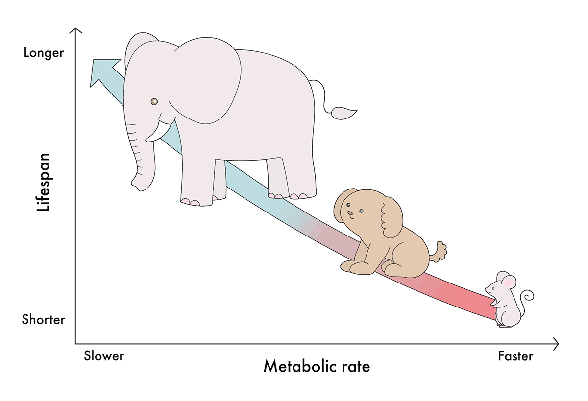 ทฤษฎีอัตราการดำรงชีวิต (Rate of Living Theory)