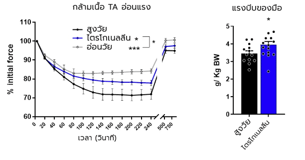 Trigonelline ต่อต้านความผิดปกติของกล้ามเนื้อที่สัมพันธ์กับอายุ