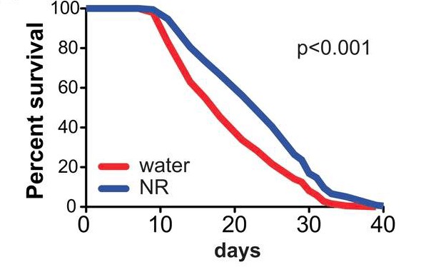 การเสริม NAD+ ให้พยาธิตัวกลมด้วย nicotinamide riboside (NR)
