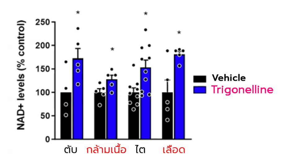 Trigonelline ช่วยเพิ่มระดับของ NAD+ ในเนื้อเยื่อ