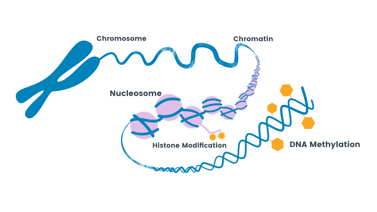 DNA methylation เป็นกระบวนการที่สารเคมีจับติดอยู่กับยีนเฉพาะจุด