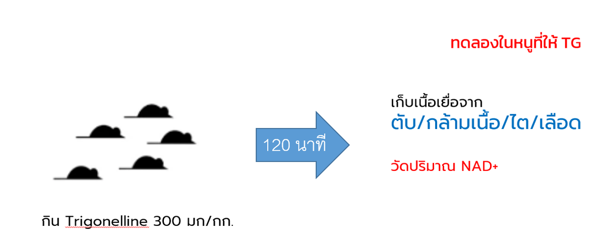 การทดลองในหนูที่กินไตรโกไนลีนแล้วตรวจหาระดับ NAD+ ในเนื้อเยื่อ