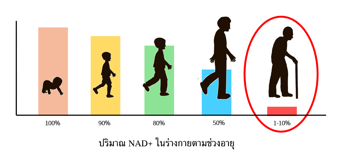 NAD จะลดน้อยลงเมื่ออายุมากขึ้น