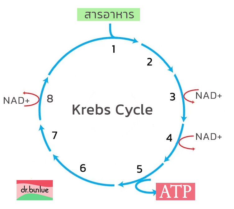NAD+ และ Krebs cycle