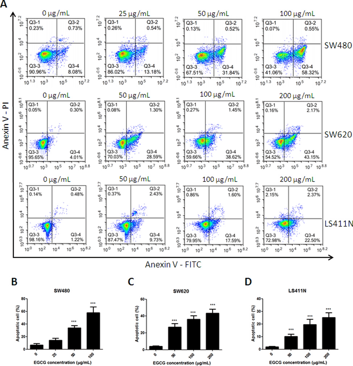 EGCG ยับยั้งมะเร็งลำไส้ใหญ่ - กระตุ้น apoptosis